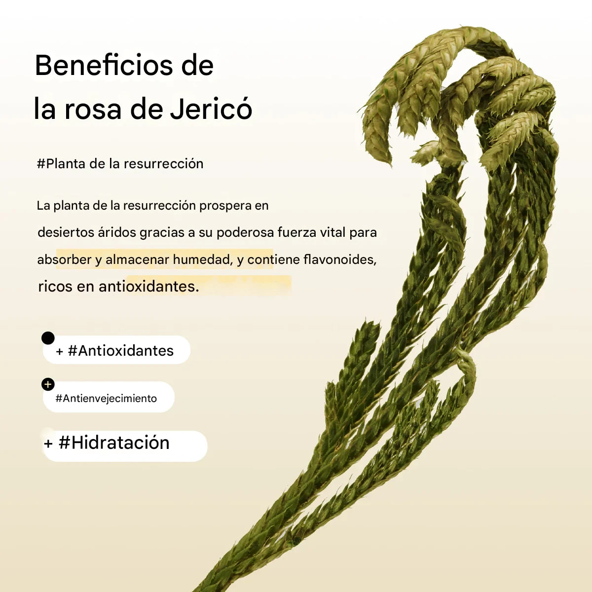 Parches para ojos hidratantes con colágeno Abib Jericho Rose Jelly Collagen Eye Patch 60 pcs